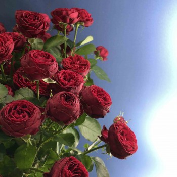 Пионовидные кустовые розы 6